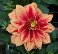 The Garden Center at Swindler & Sons Florists, your wedding florist in Wilimington, Ohio (OH.)