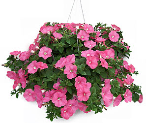 Petunia Hanging Basket from Swindler and Sons Florists in Wilmington, OH
