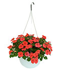 Impatiens Hanging Basket