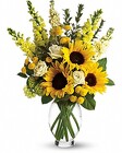 Here Comes The Sun from Swindler and Sons Florists in Wilmington, OH