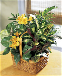 FTD A Bit Of Sunshine Basket