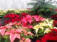 Poinsettia from Swindler and Sons Florists in Wilmington, OH