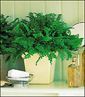 Decorative Fern