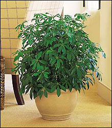 Arboricola