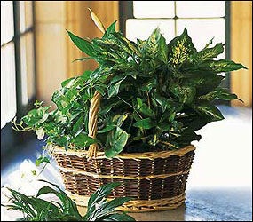 Green Garden Basket Deluxe