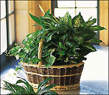 Green Garden Basket Deluxe