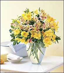 Sparkling Alstroemeria