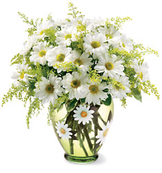 Teleflora's Crazy for Daisies
