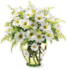 Teleflora's Crazy for Daisies