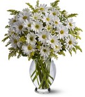 Teleflora�s Daisy Days