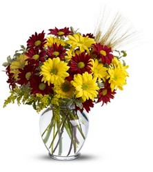 Fall for Daisies from Swindler and Sons Florists in Wilmington, OH