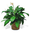 Spathiphyllum Plant