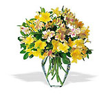 Sparkling Alstroemeria