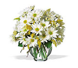 Daisy Cheer
