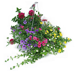 Mixed Hanging Basket from Swindler and Sons Florists in Wilmington, OH