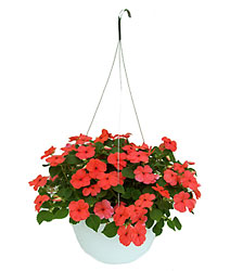 Impatiens Hanging Basket from Swindler and Sons Florists in Wilmington, OH