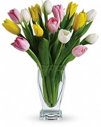 Tulip Treasure  from Swindler and Sons Florists in Wilmington, OH