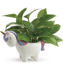 Peaceful Unicorn Pothos Plant from Swindler and Sons Florists in Wilmington, OH