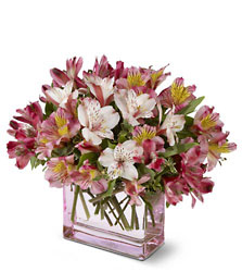 Teleflora's Always Alstroemeria from Swindler and Sons Florists in Wilmington, OH