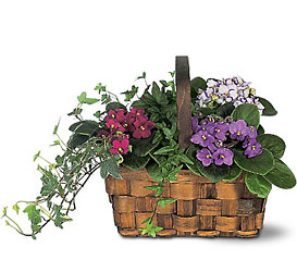 Mixed African Violet Basket from Swindler and Sons Florists in Wilmington, OH