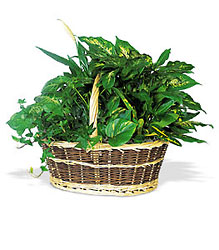 Large Basket Garden from Swindler and Sons Florists in Wilmington, OH