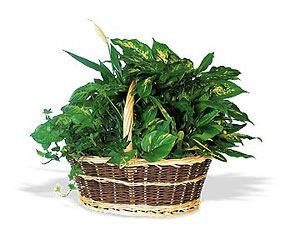 Green Garden Basket Deluxe from Swindler and Sons Florists in Wilmington, OH