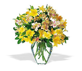 Sparkling Alstroemeria from Swindler and Sons Florists in Wilmington, OH