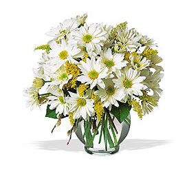 Daisy Cheer from Swindler and Sons Florists in Wilmington, OH